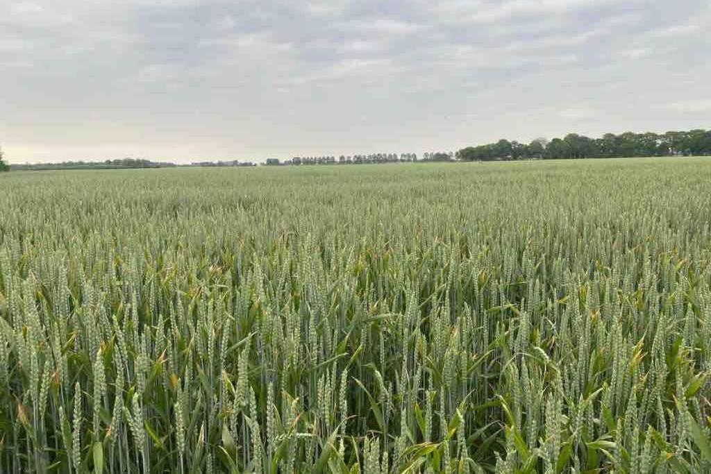 Schrijvershuisje - Sfeer & Stilte Zeeuws Vlaanderen Zaamslag Exterior photo